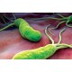 35% попуст на тест за испитување на Helicobacter pylori од ПЗУ
